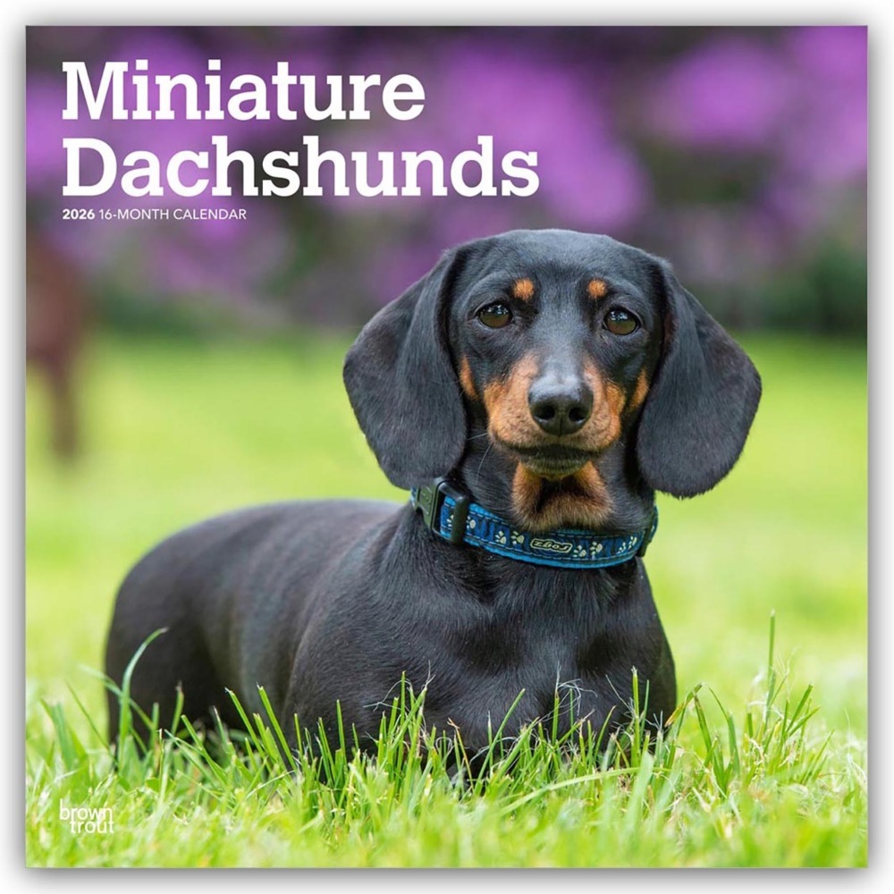 Miniature Dachshunds - Zwergdackel 2026 - 16-Monatskalender main product photo