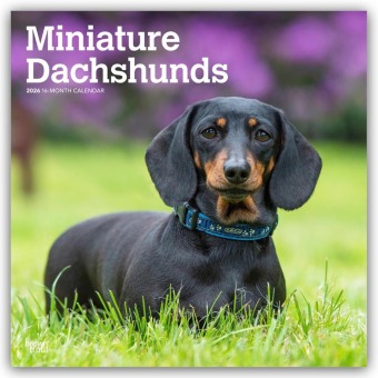 Miniature Dachshunds - Zwergdackel 2026 - 16-Monatskalender