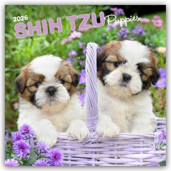 Shih Tzu Puppies - Shih Tzu Welpen 2026 - 16-Monatskalender