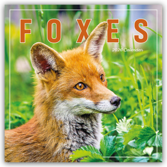 Foxes - Füchse 2026 - Wand-Kalender