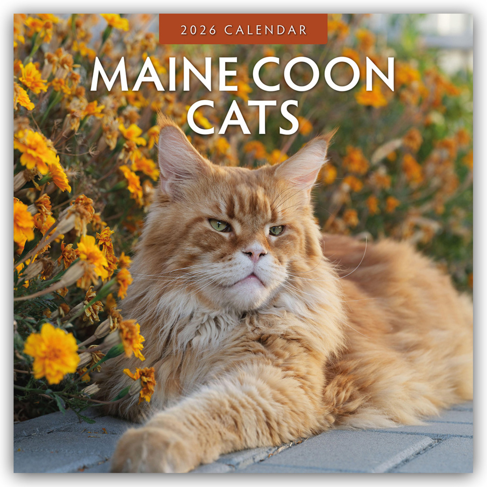 Maine Coon Cats - Maine Coon Katzen 2026 - 16-Monatskalender main product photo
