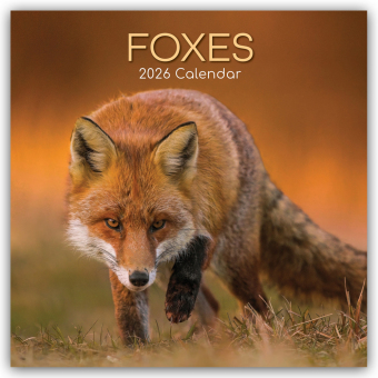 Foxes - Füchse 2026 - 16-Monatskalender