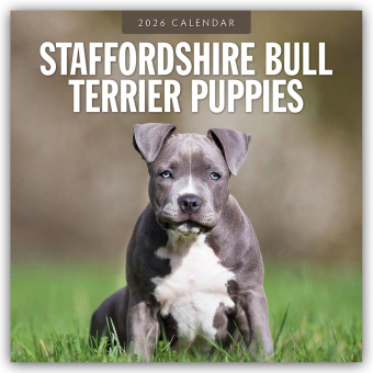 Staffordshire Bull Terrier Puppies - Staffordshire Bullterrier Welpen 2026 - 16-Monatskalender
