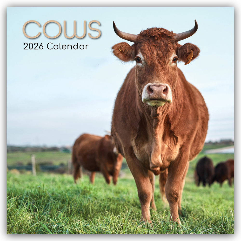Cows - Kühe 2026 - 16-Monatskalender main product photo