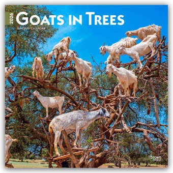 Goats in Trees - Ziegen in Bäumen 2026 - 16-Monatskalender