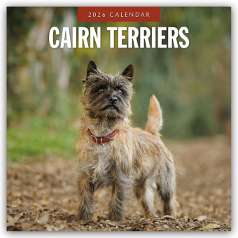 Cairn Terriers - Cairn Terrier 2026 - 16-Monatskalender