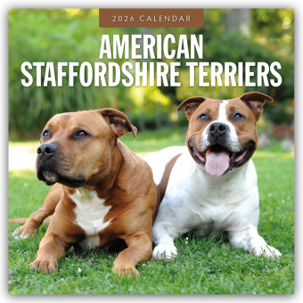 American Staffordshire Terriers - American Staffordshire Terrier 2026 - 16-Monatskalender