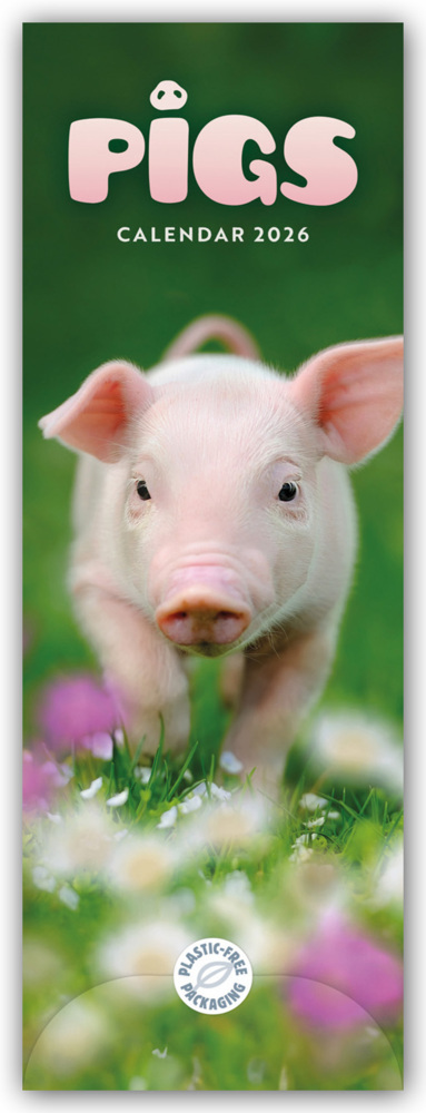 Pigs - Ferkel - Schweinchen 2026 - Slimline-Kalender main product photo