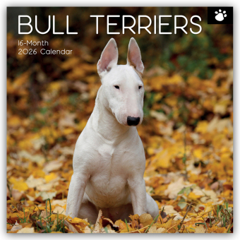 Bull Terrier 2026 - 16-Monatskalender
