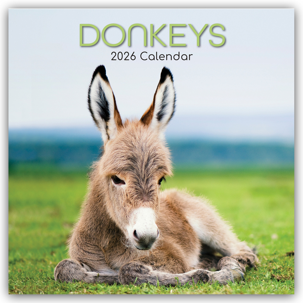 Donkeys - Esel 2026 - 16-Monatskalender main product photo