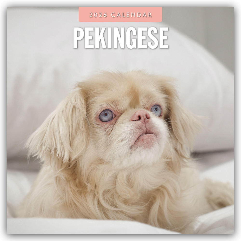 Pekingese - Pekinese - Peking Palasthund 2026 - 16-Monatskalender main product photo
