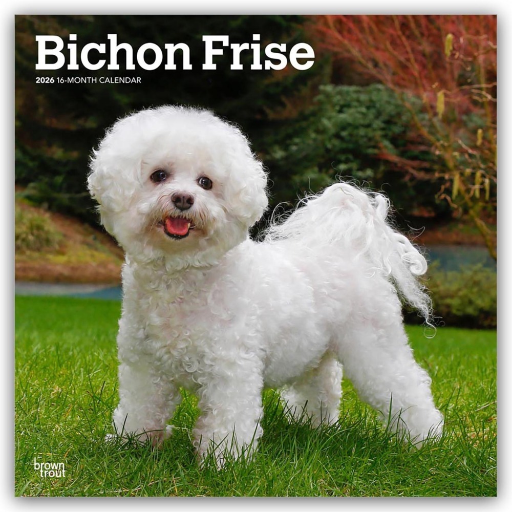 Bichon Frisé 2026 - 16-Monatskalender main product photo