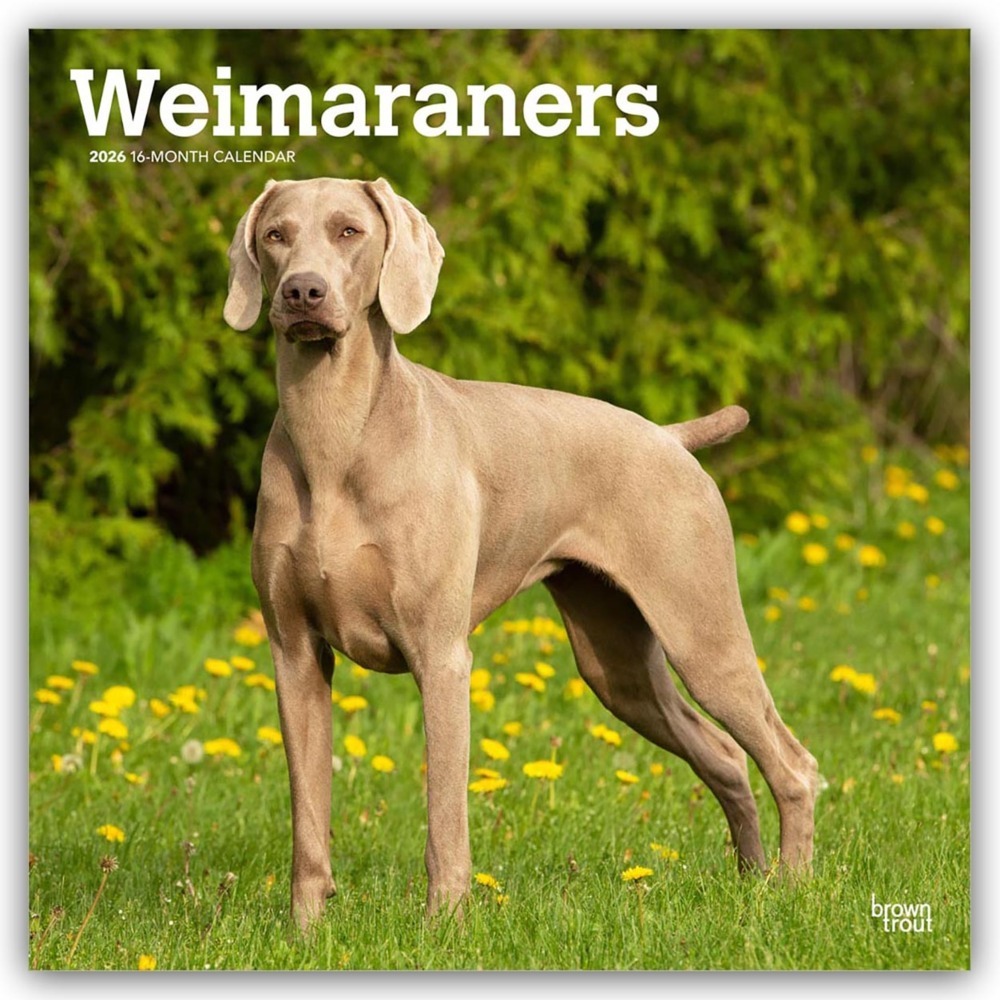 Weimaraners - Weimaraner 2026 - 16-Monatskalender main product photo