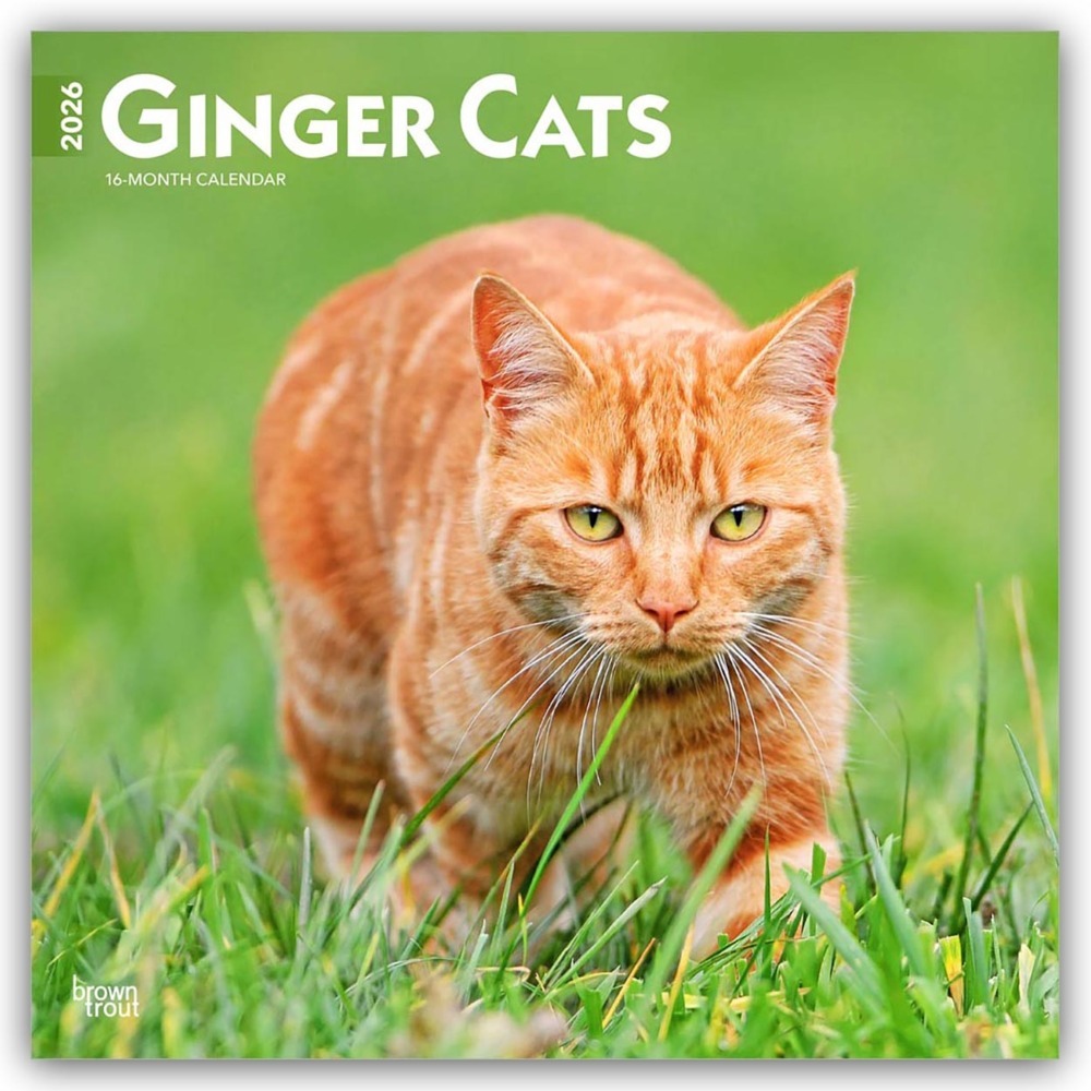 Ginger Cats - Gingerkatzen - Rote Katzen 2026 - 16-Monatskalender main product photo
