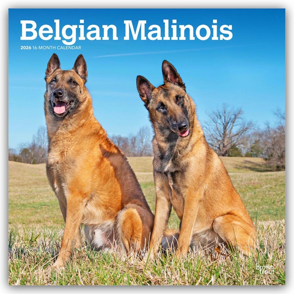 Belgian Malinois 2026 - 16-Monatskalender main product photo