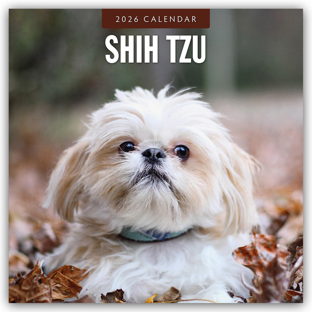 Shih Tzu 2026 - 16-Monatskalender main product photo