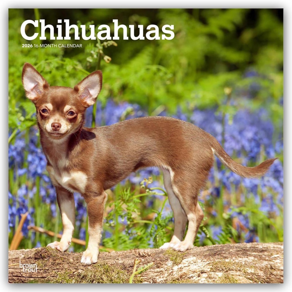 Chihuahuas 2026 - 16-Monatskalender main product photo