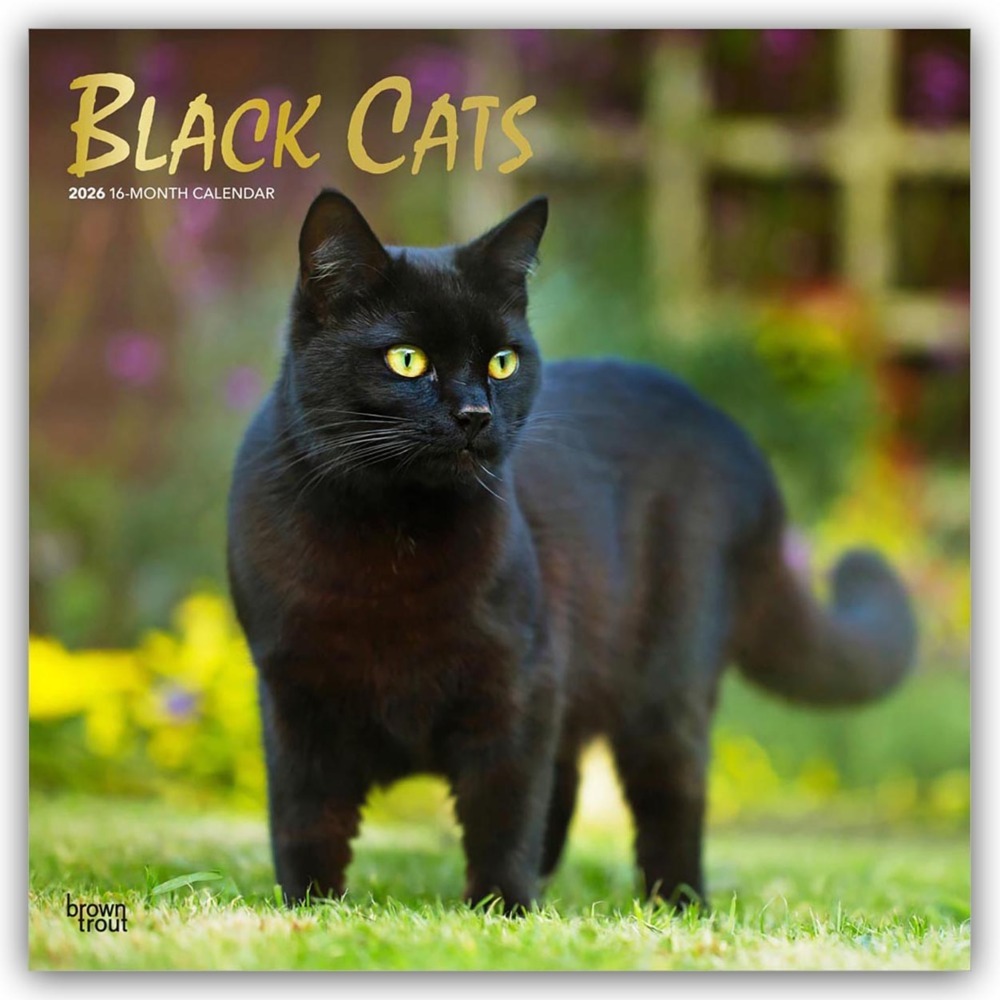 Black Cats - Schwarze Katzen 2026 - 16-Monatskalender main product photo