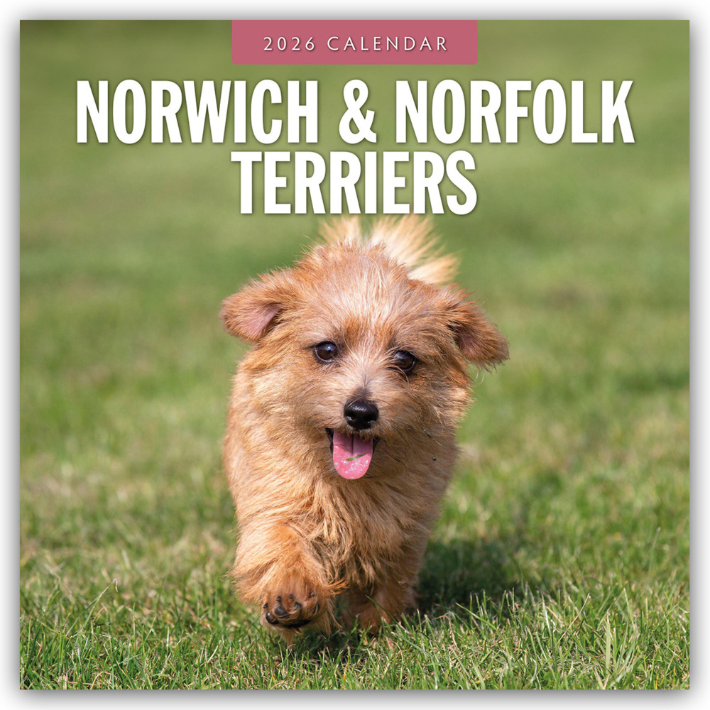 Norwich Terrier und Norfolk Terrier 2026 - 16-Monatskalender main product photo