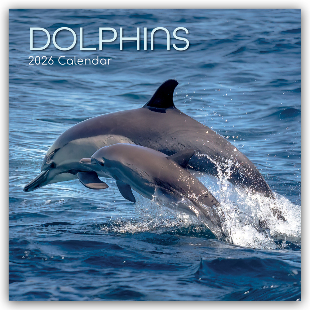 Dolphins - Delfine - Delphine 2026 - 16-Monatskalender main product photo