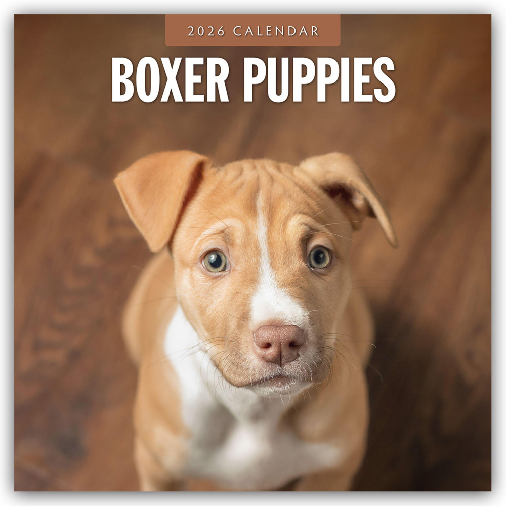 Boxer Puppies - Deutsche Boxer Welpen 2026 - 16-Monatskalender main product photo