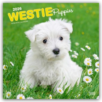 West Highland White Terrier Puppies - Westie Puppies - West Highland White Terrier Welpen - Westie Welpen 2026 - 16-Monatskalender
