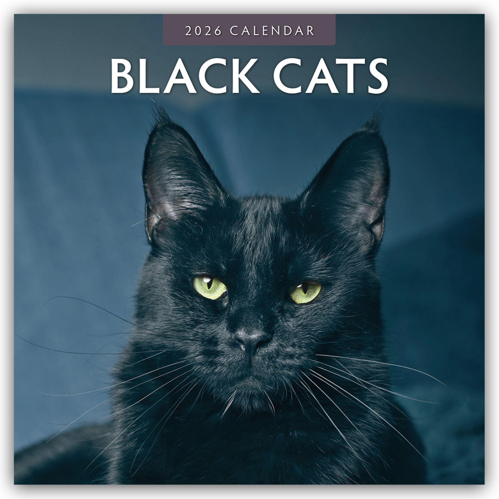 Black Cats - Schwarze Katzen 2026 - 16-Monatskalender main product photo