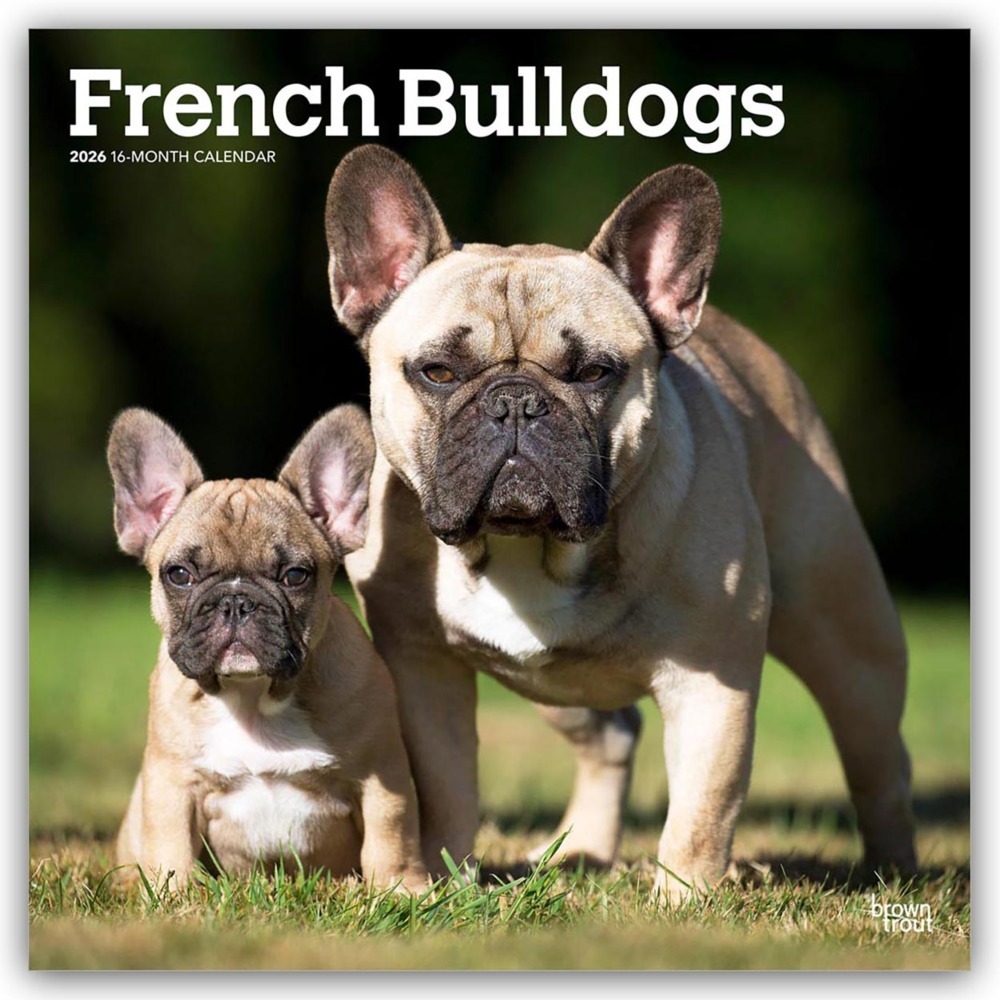 French Bulldogs - Französische Bulldogge 2026 - 16-Monatskalender main product photo