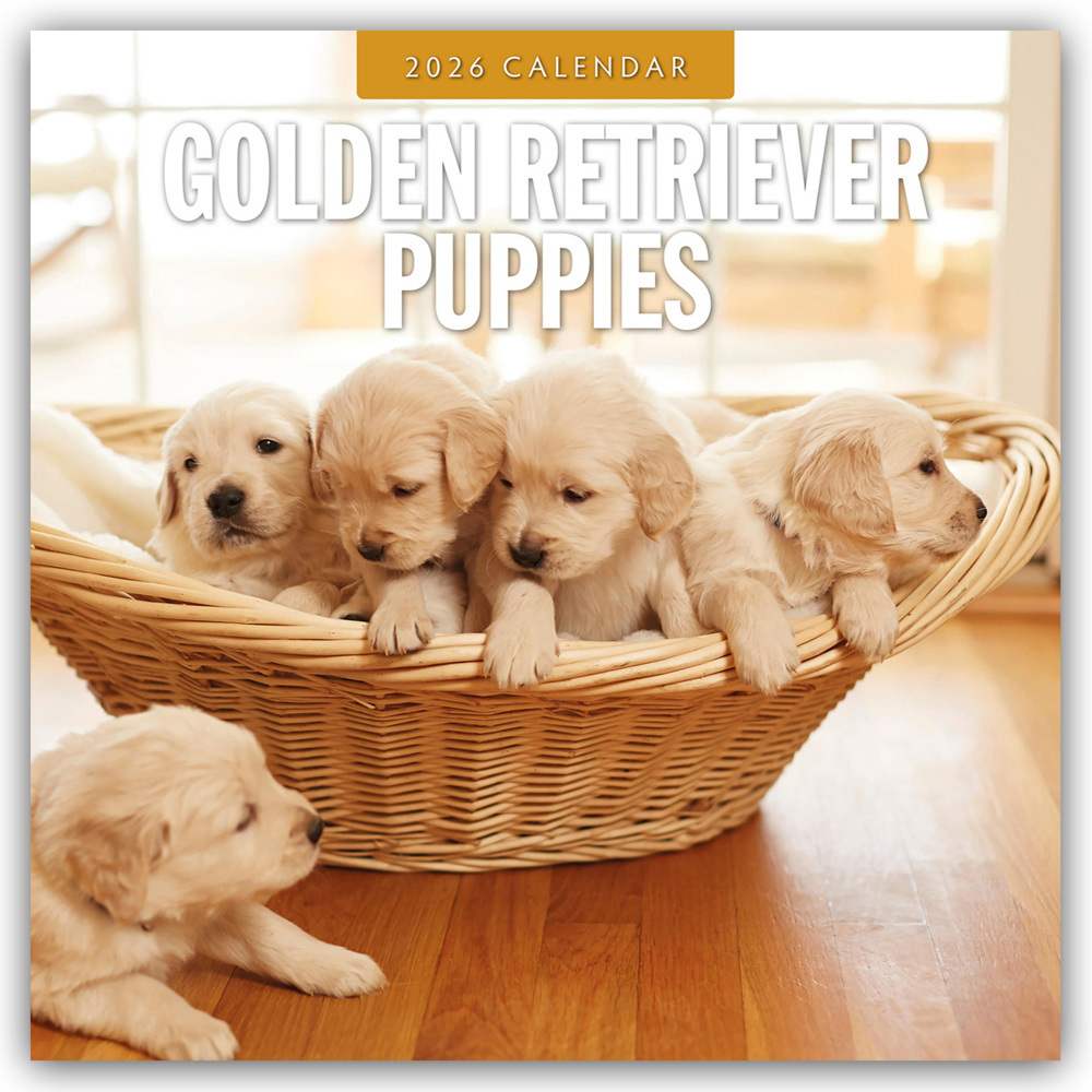 Golden Retriever Puppies - Golden Retriever Welpen 2026 - 16-Monatskalender main product photo