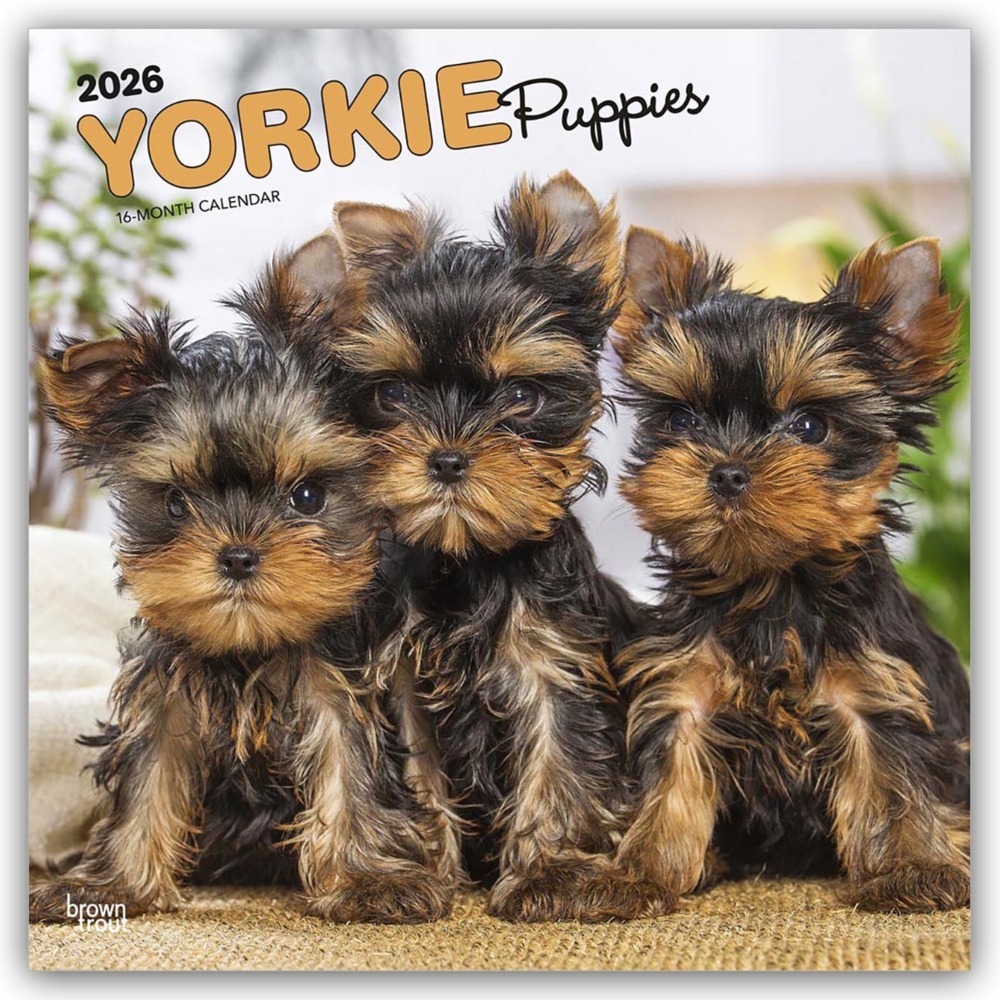 Yorkshire Terrier Puppies - Yorkshire Terrier Welpen - Yorkie Puppies - Yorkie Welpen 2026 - 16-Monatskalender main product photo