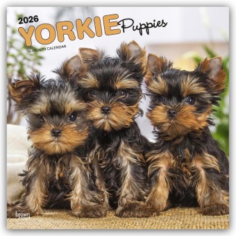 Yorkshire Terrier Puppies - Yorkshire Terrier Welpen - Yorkie Puppies - Yorkie Welpen 2026 - 16-Monatskalender