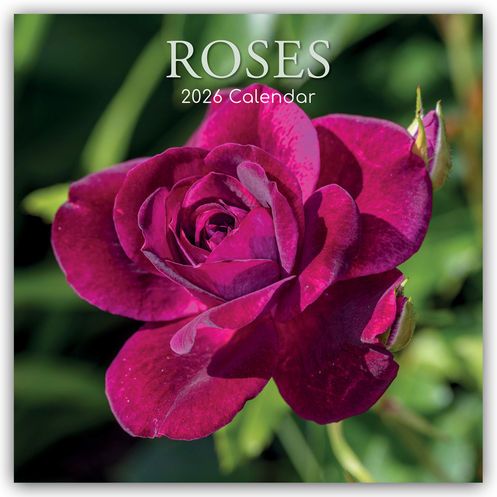 Roses - Rosen 2026 - 16-Monatskalender main product photo