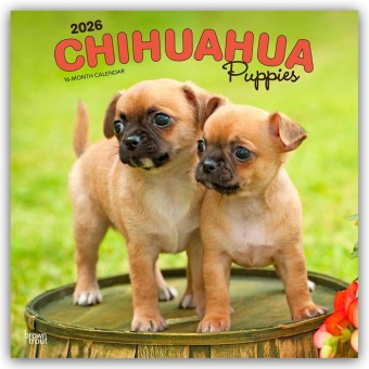 Chihuahua Puppies - Chihuahua Welpen 2026 - 16-Monatskalender