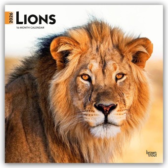 Lions - Löwen 2026 - 16-Monatskalender