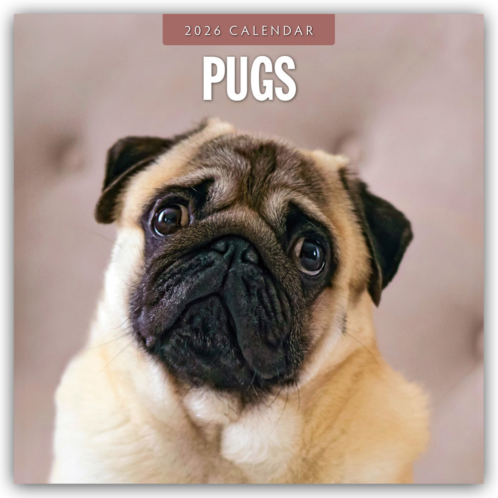 Pugs - Mops 2026 - 16-Monatskalender main product photo