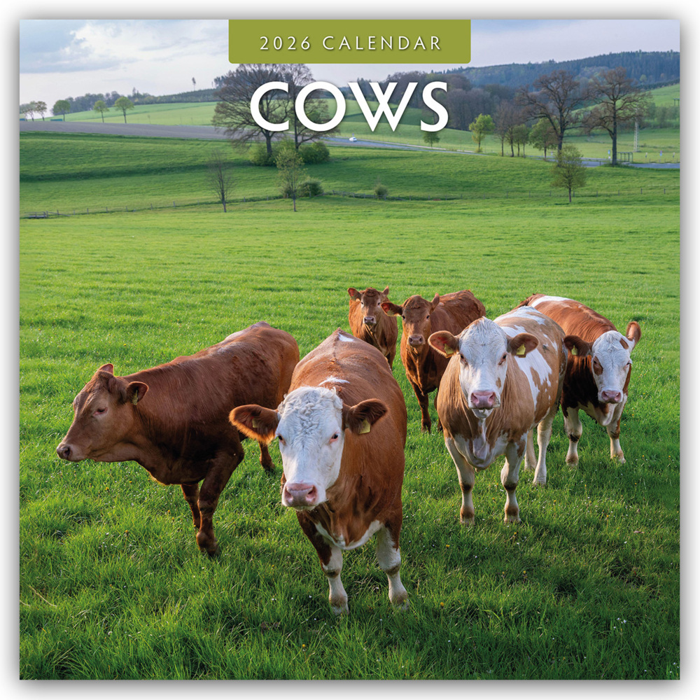Cows - Kühe 2026 - 16-Monatskalender main product photo