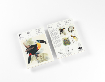 Tropical Birds