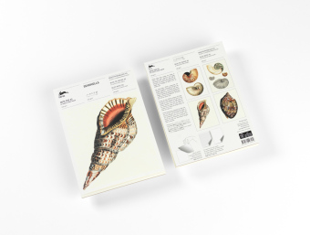 Seashells