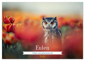 Eulen - schön und geheimnisvoll (Wandkalender 2026 DIN A3 que...