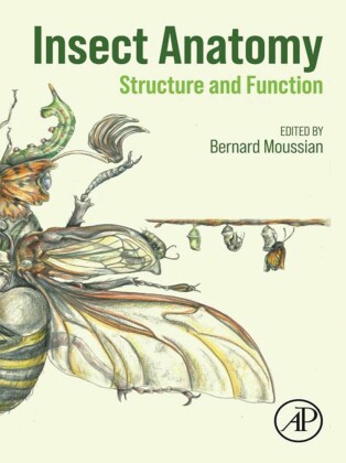 Insect Anatomy