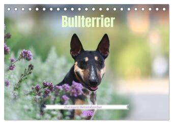 Bullterrier - charmante Herzensbrecher (Tischkalender 2026 DIN...