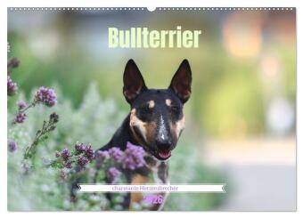 Bullterrier - charmante Herzensbrecher (Wandkalender 2026 DIN ...