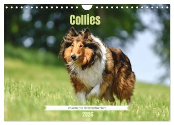 Collies - charmante Herzensbrecher (Wandkalender 2026 DIN A4 q...