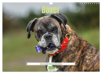 Boxer - charmante Herzensbrecher (Wandkalender 2026 DIN A3 que...