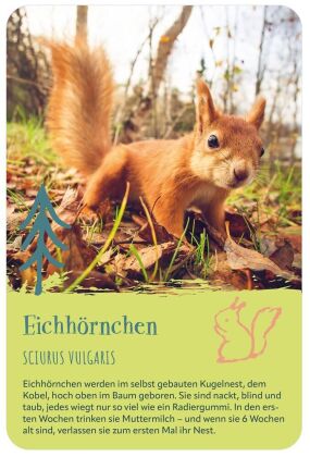Die 100 süßesten Tierbabys