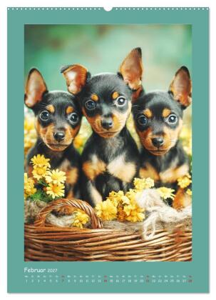 Mini-Pinscher. Kleine Hunde in schönen Momenten (Wandkalender 2027 DIN A2 hoch), CALVENDO Monatskalender