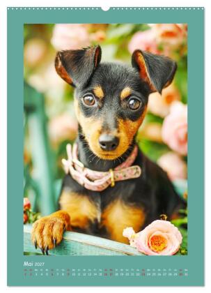 Mini-Pinscher. Kleine Hunde in schönen Momenten (Wandkalender 2027 DIN A2 hoch), CALVENDO Monatskalender