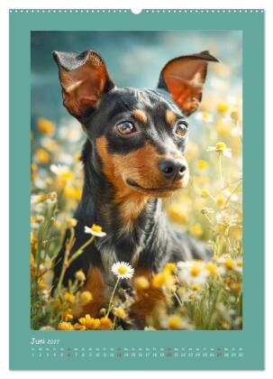 Mini-Pinscher. Kleine Hunde in schönen Momenten (Wandkalender 2027 DIN A2 hoch), CALVENDO Monatskalender