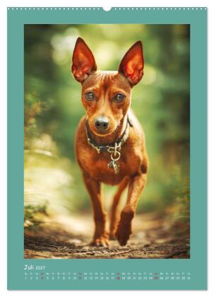 Mini-Pinscher. Kleine Hunde in schönen Momenten (Wandkalender 2027 DIN A2 hoch), CALVENDO Monatskalender