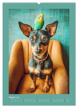 Mini-Pinscher. Kleine Hunde in schönen Momenten (Wandkalender 2027 DIN A2 hoch), CALVENDO Monatskalender